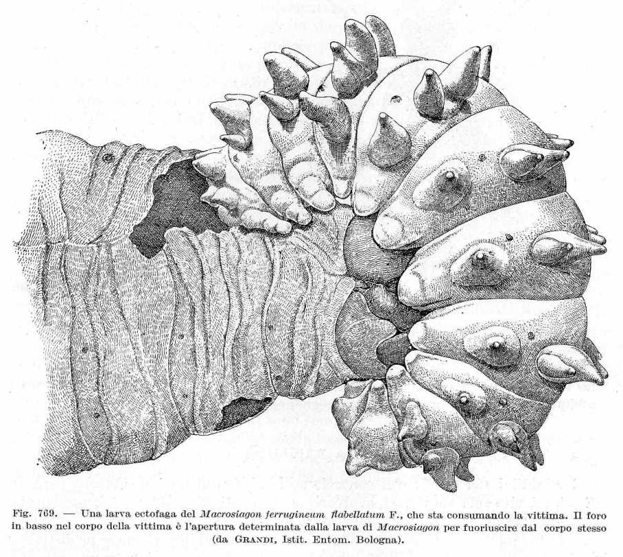 Macrosiagon ferrugineum, stranissimo coleott. Rhipiphoridae